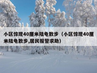 小区惊现40厘米陆龟散步（小区惊现40厘米陆龟散步,居民报警求助）