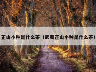 正山小种是什么茶（武夷正山小种是什么茶）