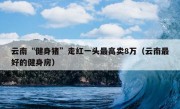 云南“健身猪”走红一头最高卖8万（云南最好的健身房）