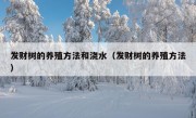 发财树的养殖方法和浇水（发财树的养殖方法）