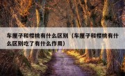 车厘子和樱桃有什么区别（车厘子和樱桃有什么区别吃了有什么作用）